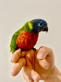 Lory arcobaleno pullo