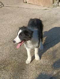 Cuccioli di Border Collie