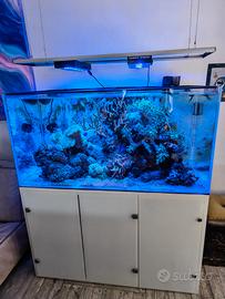 Acquario marino tropicale completo 