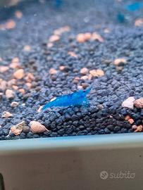 neocaridine blu