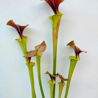 Piante Carnivore Sarracenie Dionee