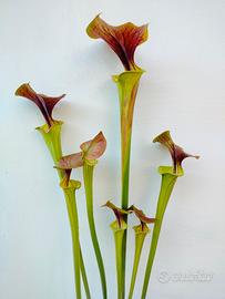 Piante Carnivore Sarracenie Dionee