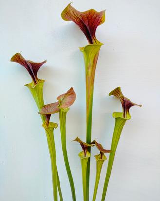 Piante Carnivore Sarracenie Dionee