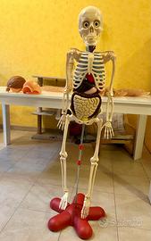 Scheletro corpo umano RBA