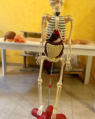 Scheletro corpo umano RBA