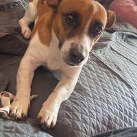 Femmina per accoppiamento