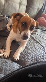 Femmina per accoppiamento