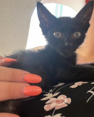 Meraviglioso gattino nero maschio