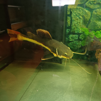 Pesce gatto cosa rossa