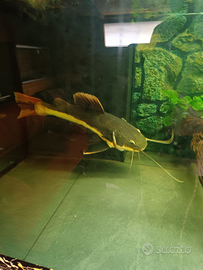 Pesce gatto cosa rossa