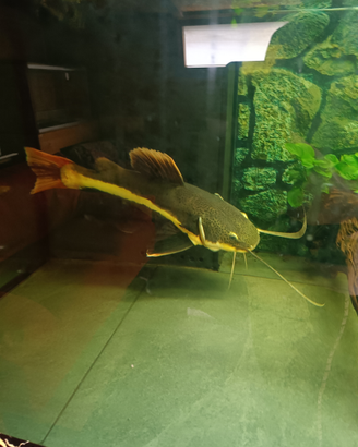 Pesce gatto cosa rossa