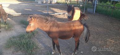 Pony