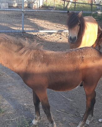 Pony