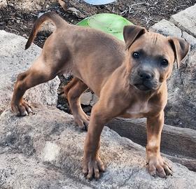 Cucciolo di Pitbull