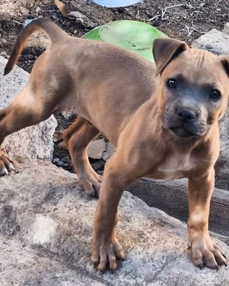 Cucciolo di Pitbull
