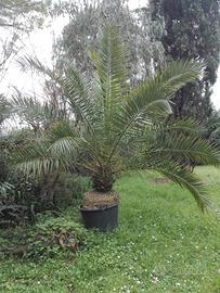 Piante da giardino e da frutto