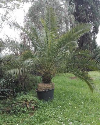 Piante da giardino e da frutto