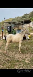 Puledra 10 mesi araba x appaloosa