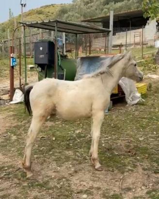 Puledra 10 mesi araba x appaloosa