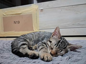 Gattini