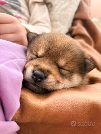 Cuccioli con pedigree Enci