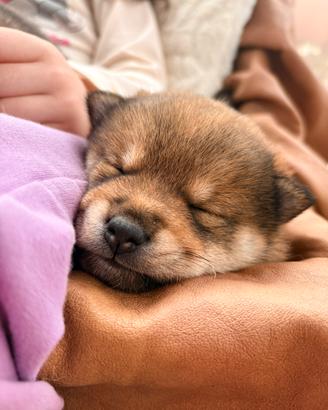 Cuccioli con pedigree Enci