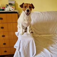 Jack Russell maschio adulto
