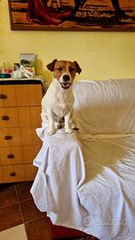 Jack Russell maschio adulto