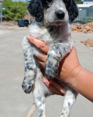 Cuccioli di setter inglese