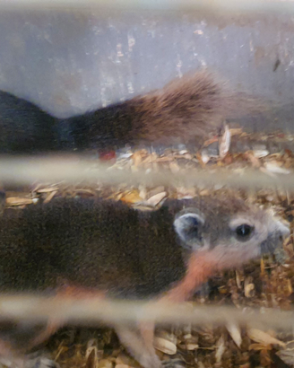 Coppia di scoiattoli