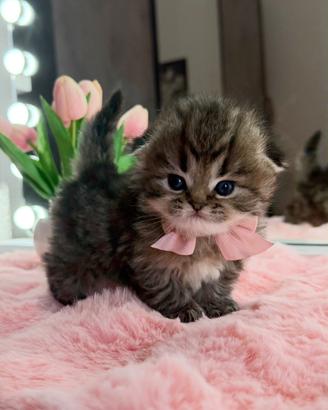 Gattina Scottish Chocolate Tabby FEMMINA