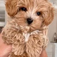 Maltipoo toy