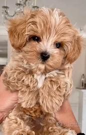 Maltipoo toy