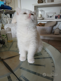 Cucciola british Shorthair bianca/blu