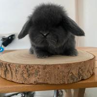 Coniglio Minilop Ariete