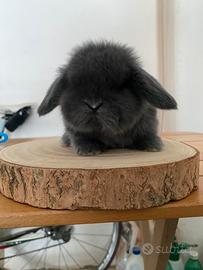 Coniglio Minilop Ariete