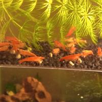 Neocaridine Red Sakura