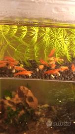 Neocaridine Red Sakura