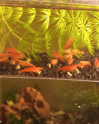 Neocaridine Red Sakura