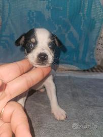 Chihuahua femmina