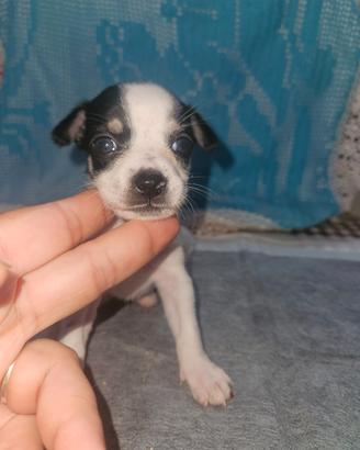 Chihuahua femmina