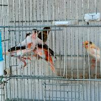 Canarino Arlecchini portoghesi