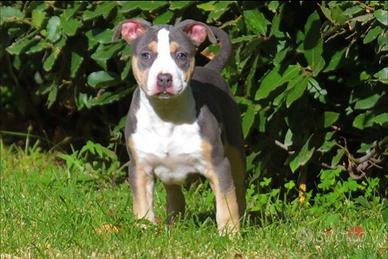 American pitbull terrier ukc