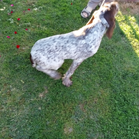 Cucciola di razza Spinone