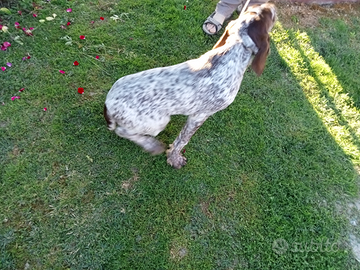 Cucciola di razza Spinone