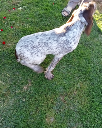 Cucciola di razza Spinone