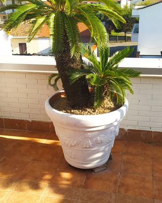 Cycas