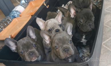 Cuccioli di bulldog francese