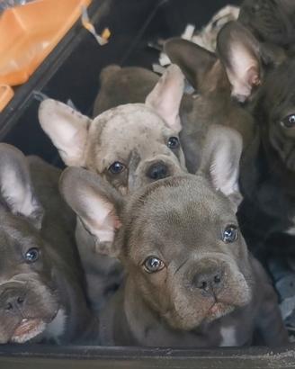 Cuccioli di bulldog francese