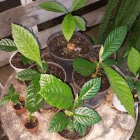 piante da frutto